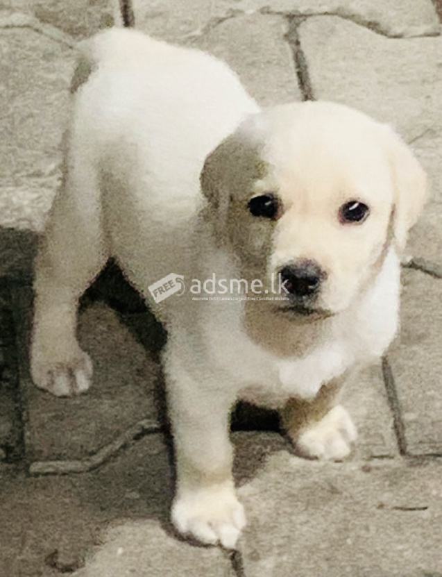 Labrador