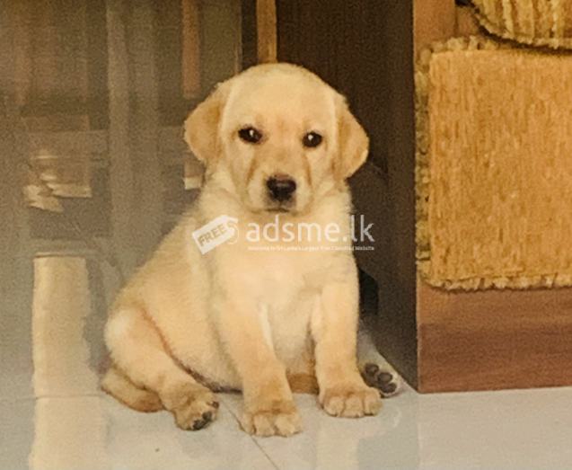 Labrador
