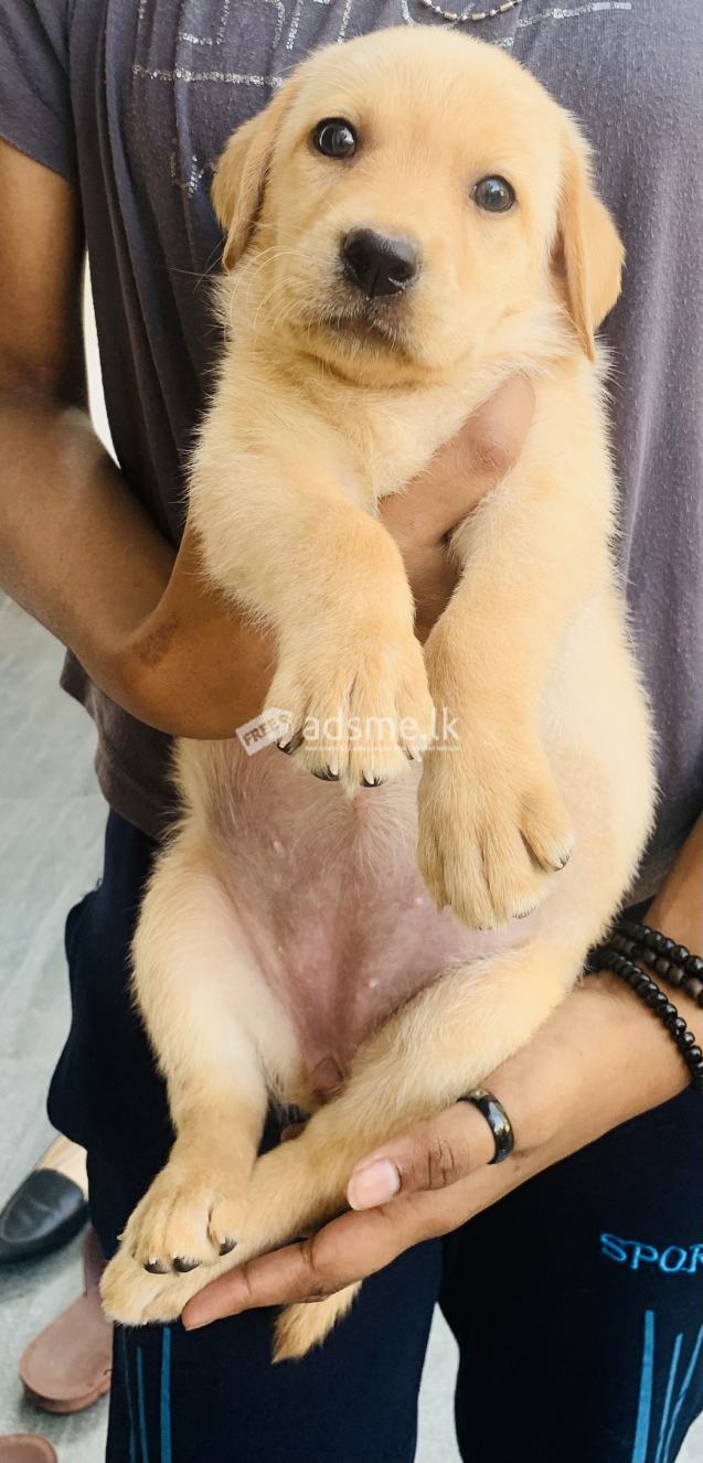 Labrador