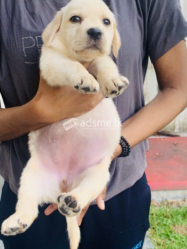 Labrador