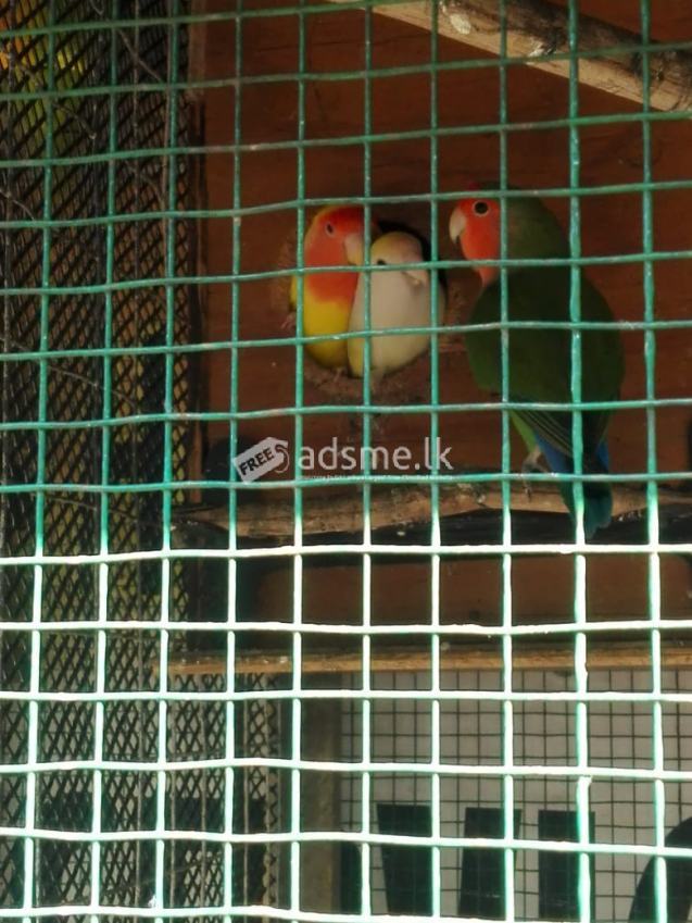 african love bird