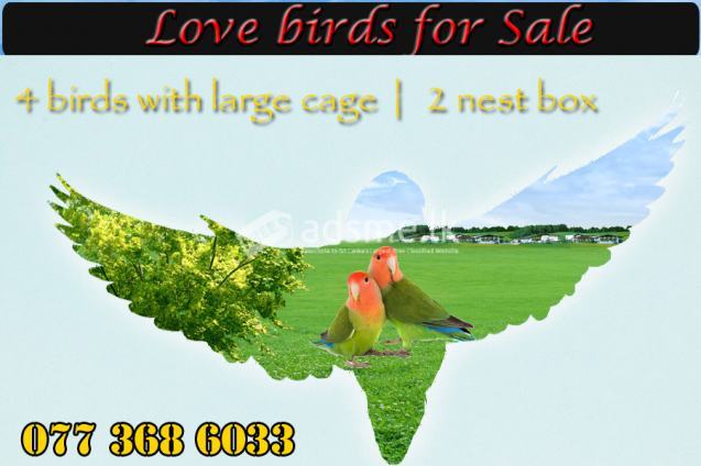 LOVE BIRDS