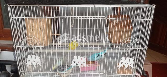 LOVE BIRDS