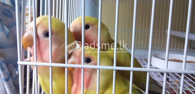 Lutino African Lovebirds