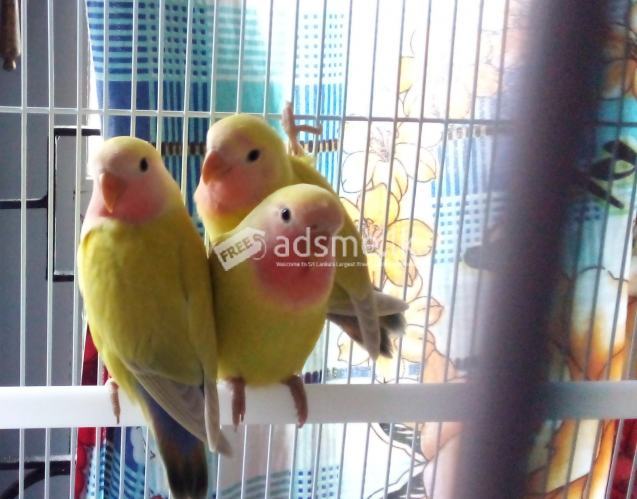 Lutino African Lovebirds