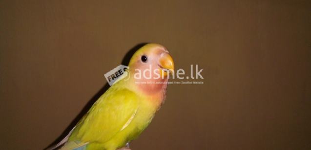 Lutino African Lovebirds