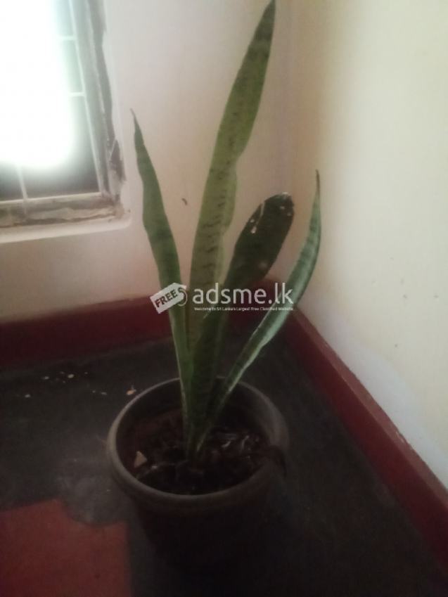 නාගදරන පැල විකිණීමට ඇත.