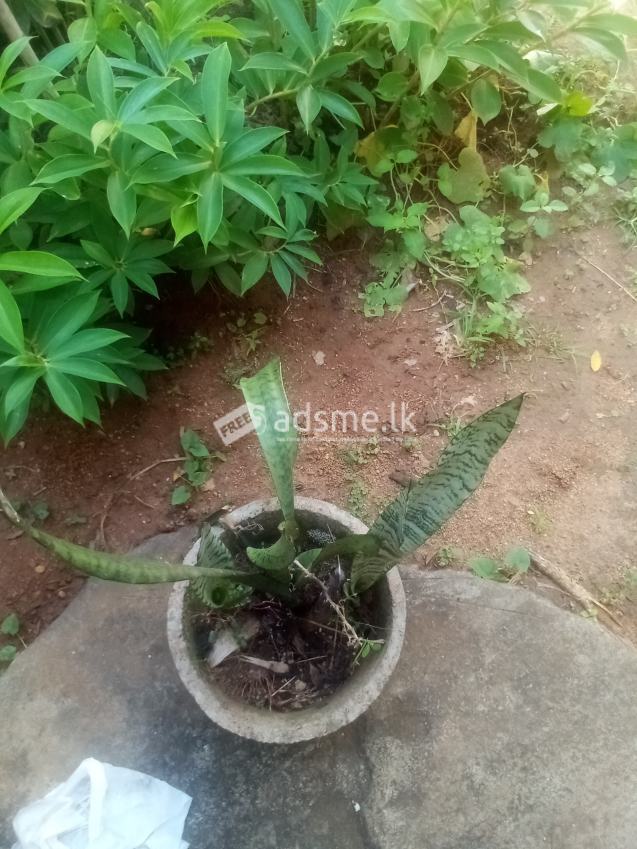 නාගදරන පැල විකිණීමට ඇත.