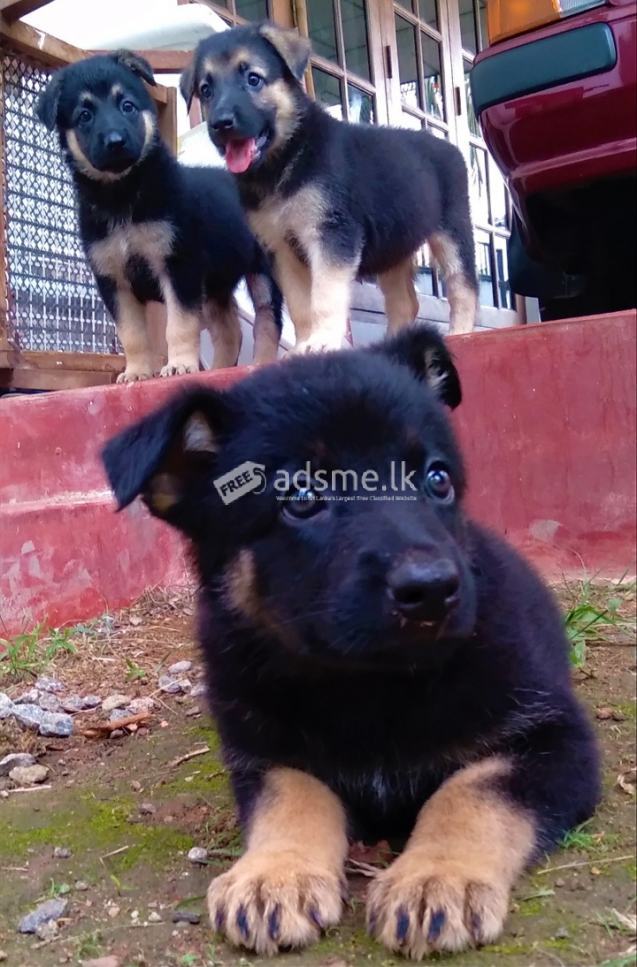 German shepherd puppies
