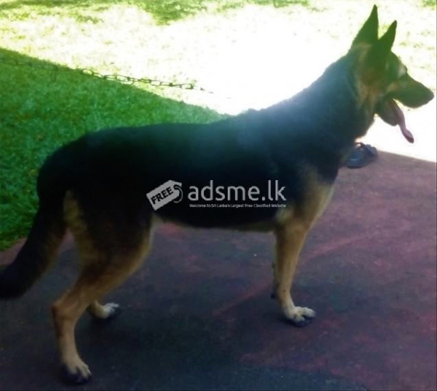 German shepherd puppies