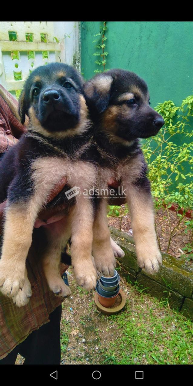 German shepherd puppies