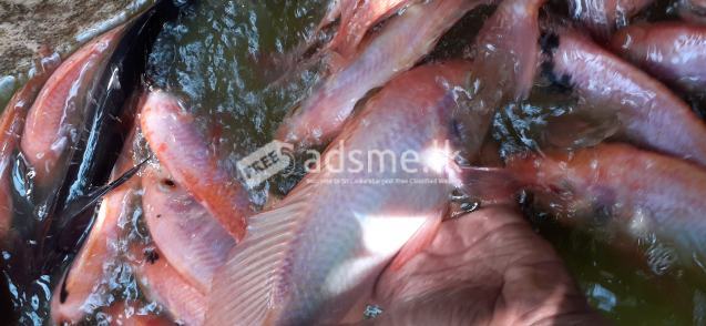Mozambique fish