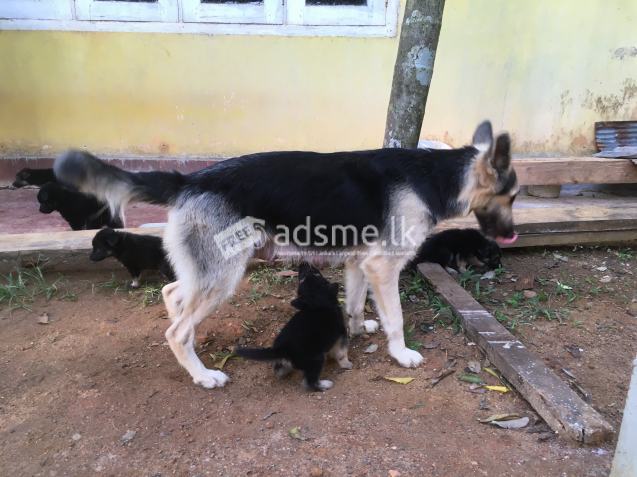 German Shepard Puppies For Sale!