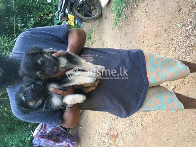 German Shepard Puppies For Sale!