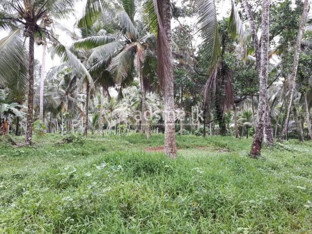 Coconut Land near Biyagama zone
