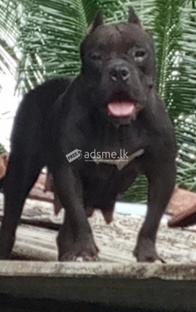 Blue Colour American Bully Female Puppies