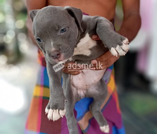 Blue Colour American Bully Female Puppies