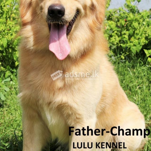 Quality Cream & Golden Retriever Pups