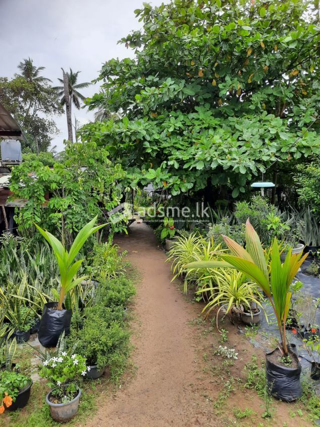 ගාලු පාරට මුහුණලා අගනා ඉඩමක්