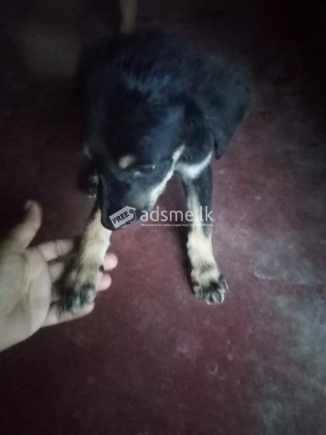 German shepherd mix puppy for sale