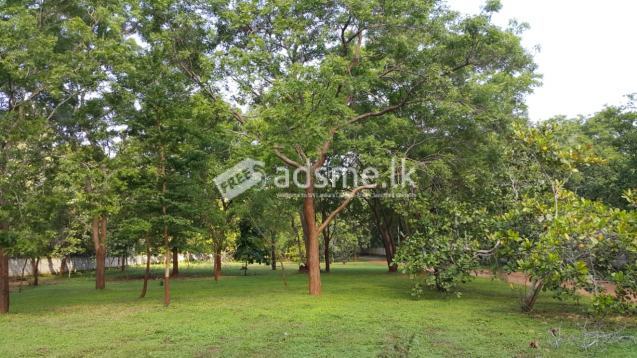Land With Cottage for Sale in Kataragama