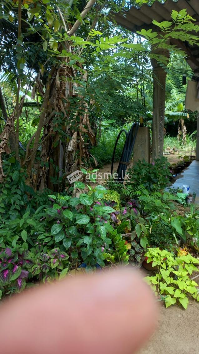 Land for sale