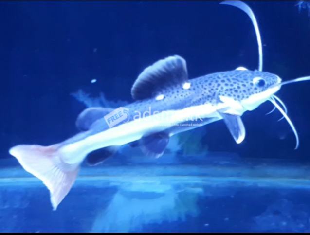 Redtail  Catfish