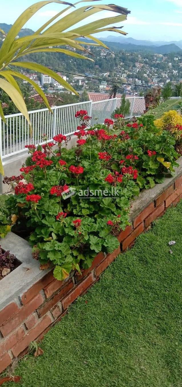 Garden service in Kandy