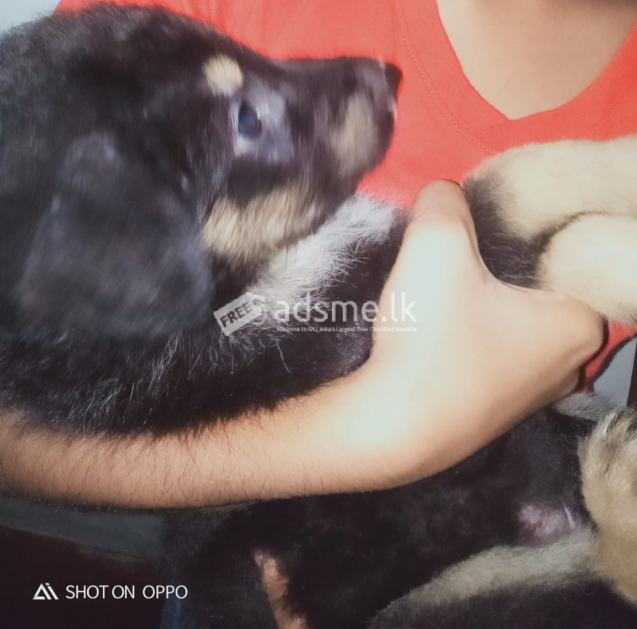 German sheperd puppy for sale in sri lanka