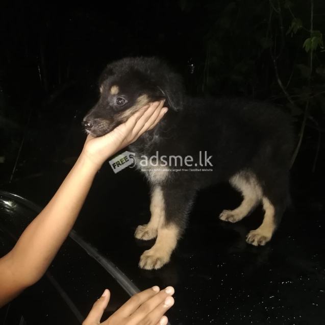 German sheperd puppy for sale in sri lanka