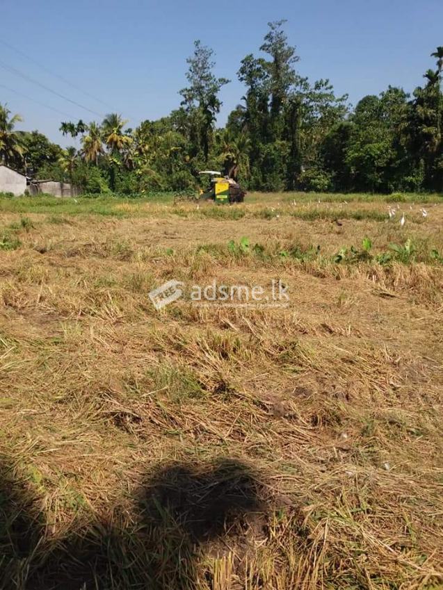 55perch harvesting paddy field for sale in pannipitiya