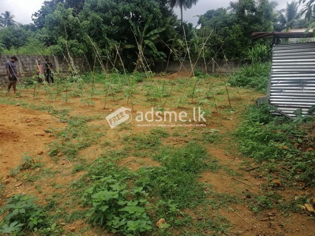 Land for Sale in Meepe