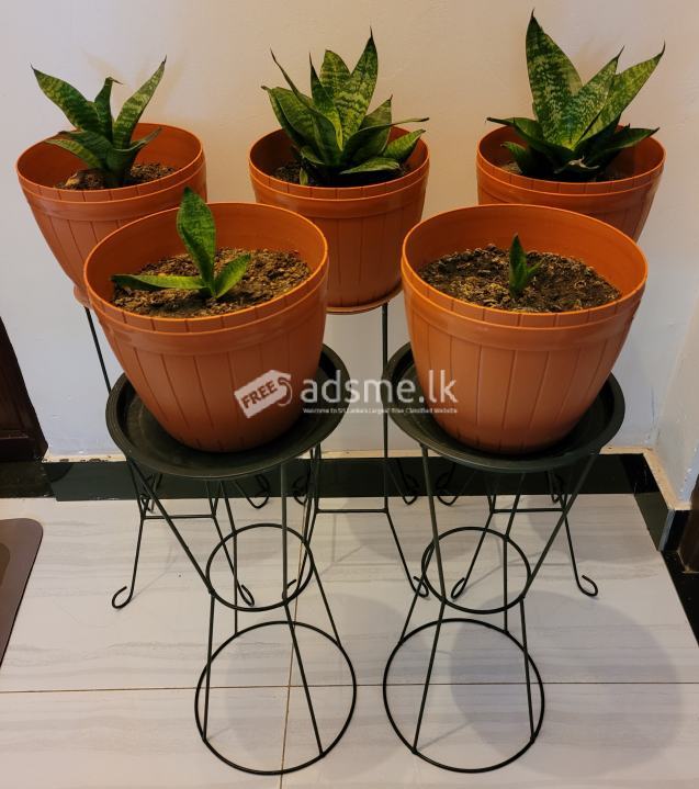 Pots with Stands