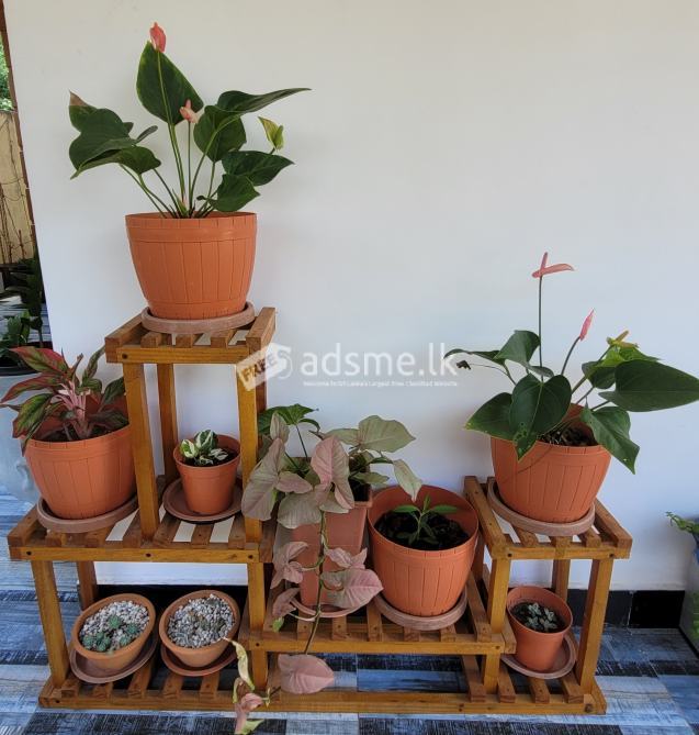 Pots with Stands