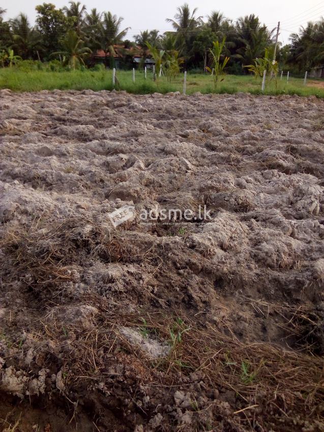 Land for Sale - Kuliyapitiya