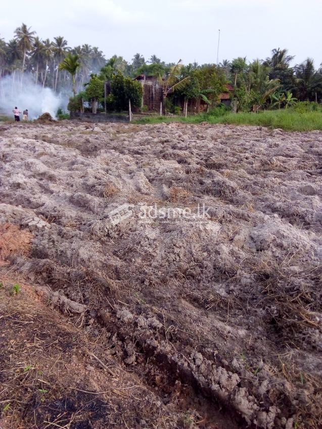 Land for Sale - Kuliyapitiya
