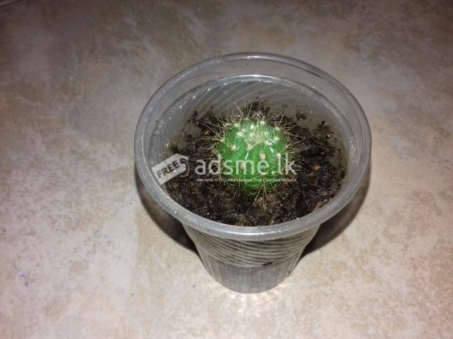 Cactus Plants for sale.