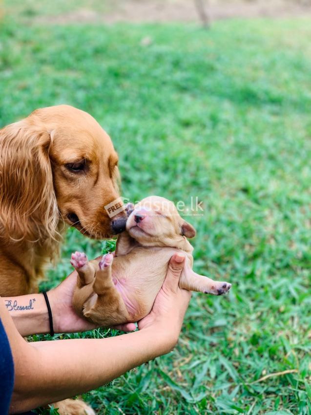 Cocker spaniel