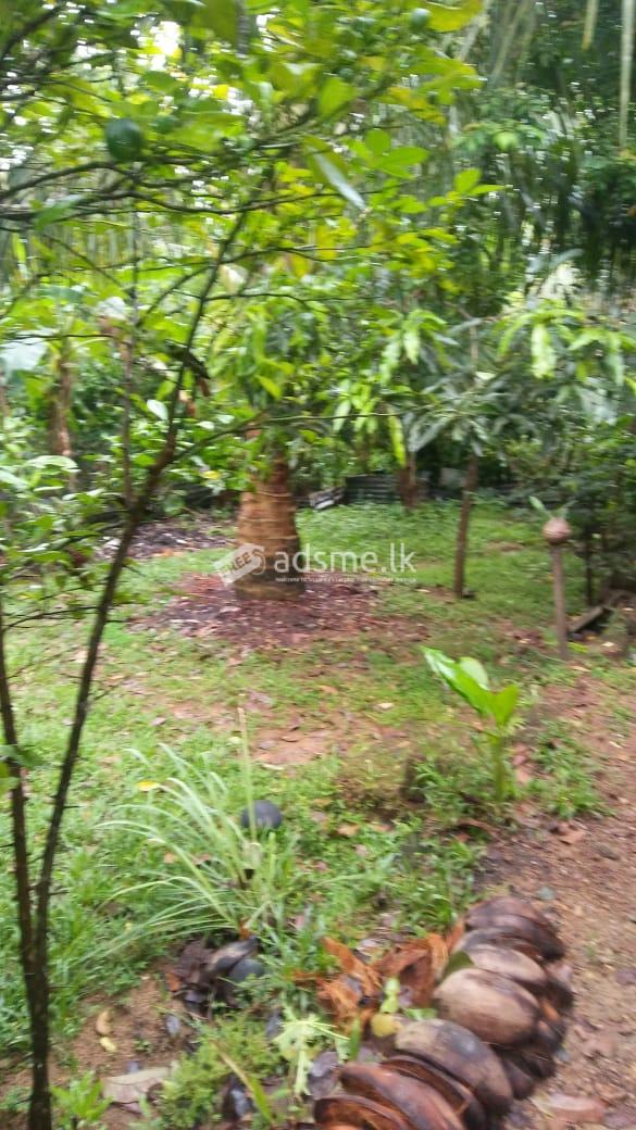 HOUSE FOR SALE