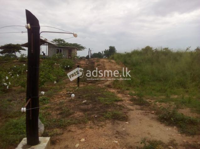 තණමල්විලින් වගාඉඩමක්