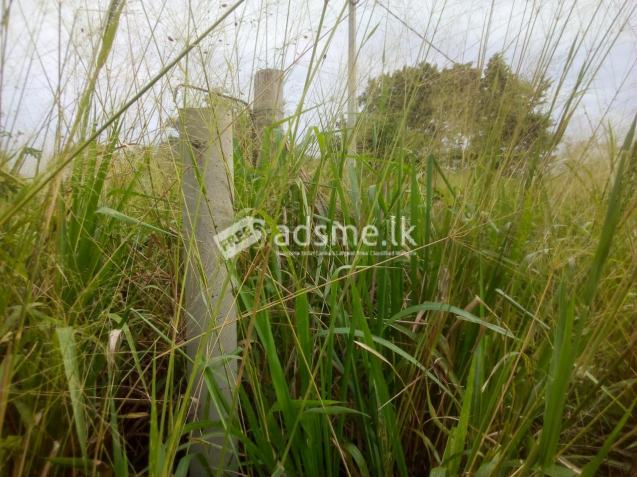 තණමල්විලින් වගාඉඩමක්