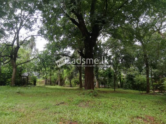 Land for sale in Naula