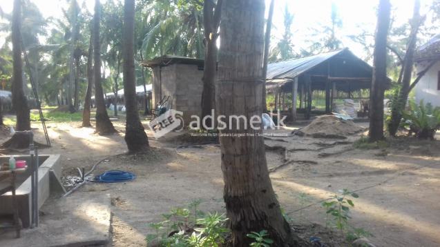 Broiler/Egg Farm For Rent