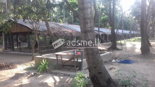 Broiler/Egg Farm For Rent