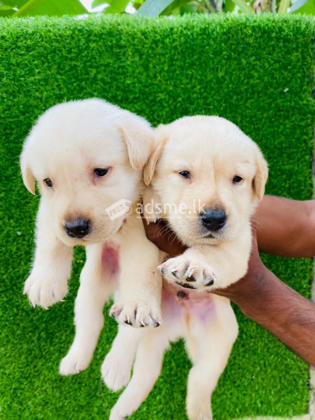 Labrador retriever puppy's