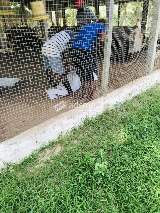 බිත්තර කුකුල් පොහොර