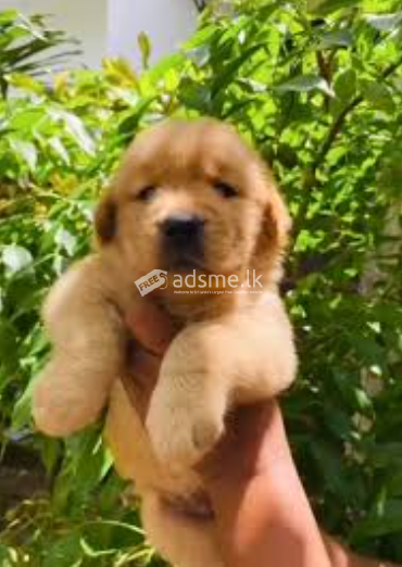 Golden Retriever