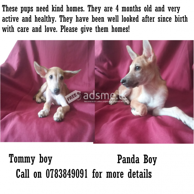 Pups free to kind homes