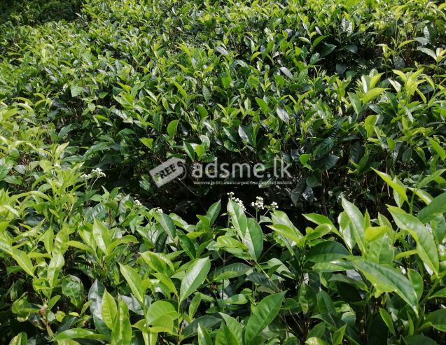 7 ACRES Tea Land in Deniyaya