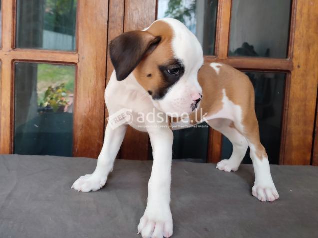 Boxer Puppies